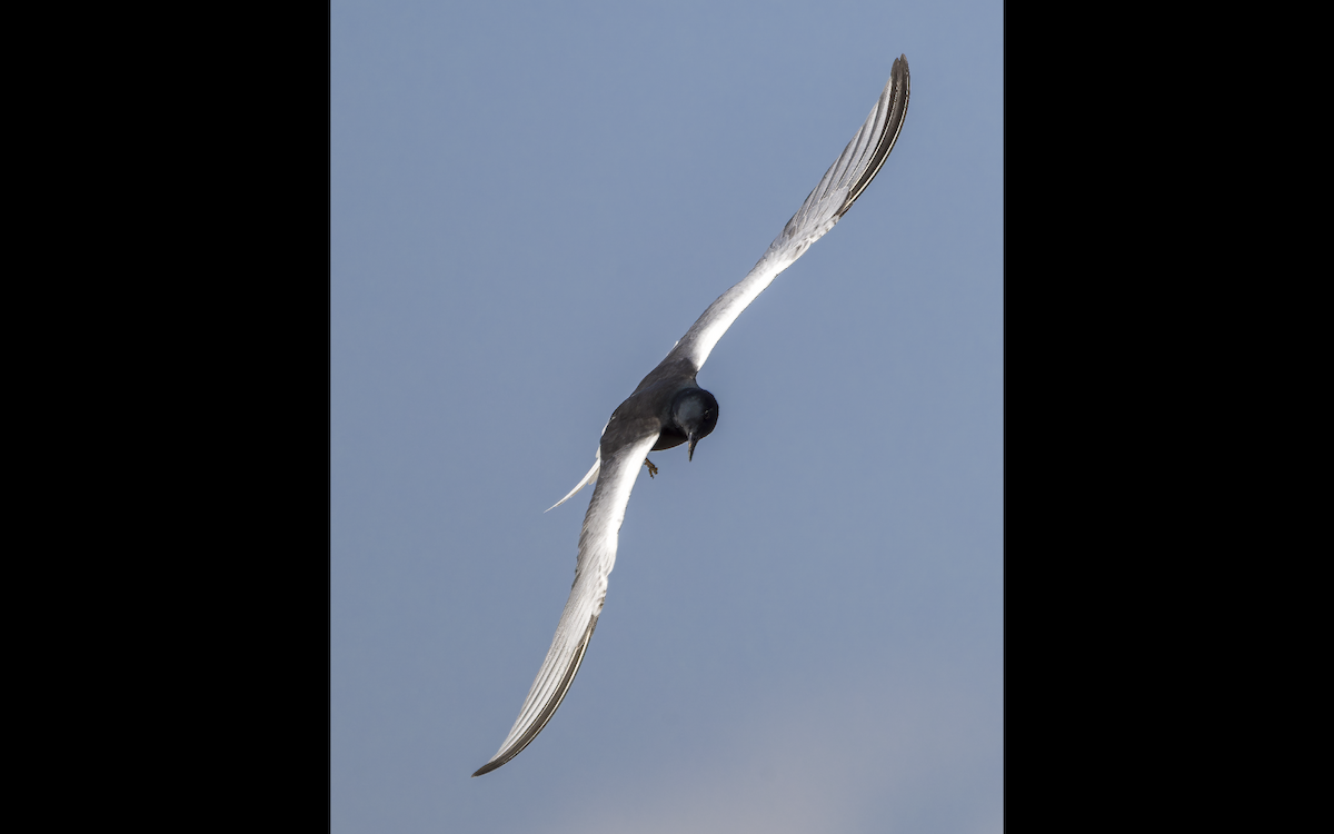 White-winged Tern - ML637537664