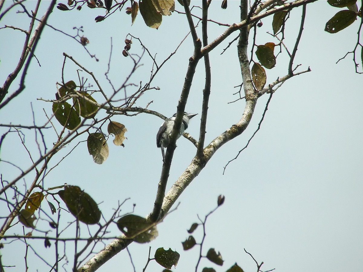 Pied Puffbird - ML637537665