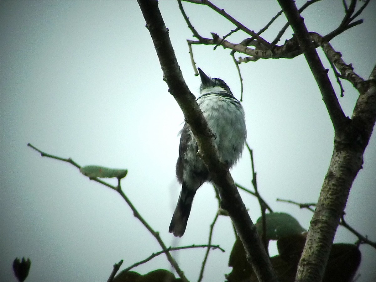 Pied Puffbird - ML637537686