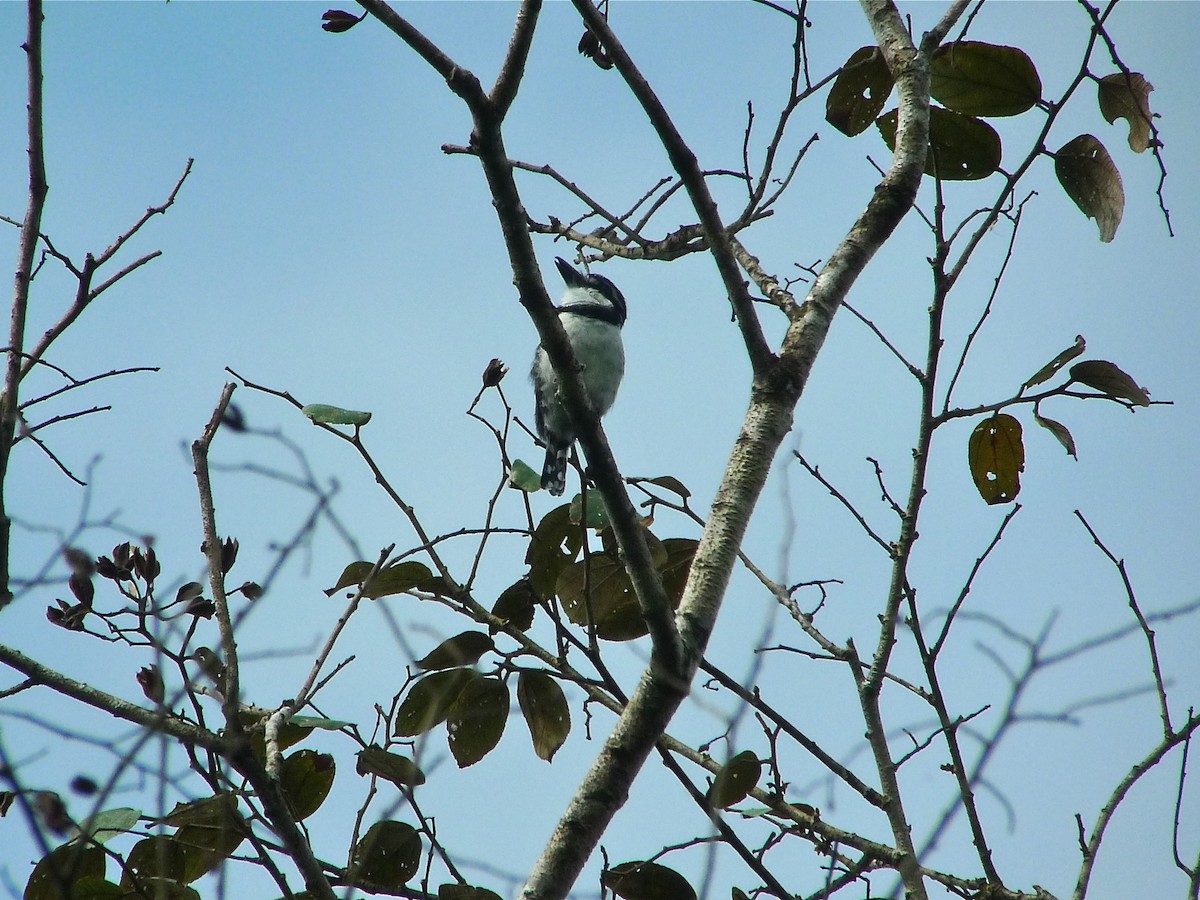 Pied Puffbird - ML637537692