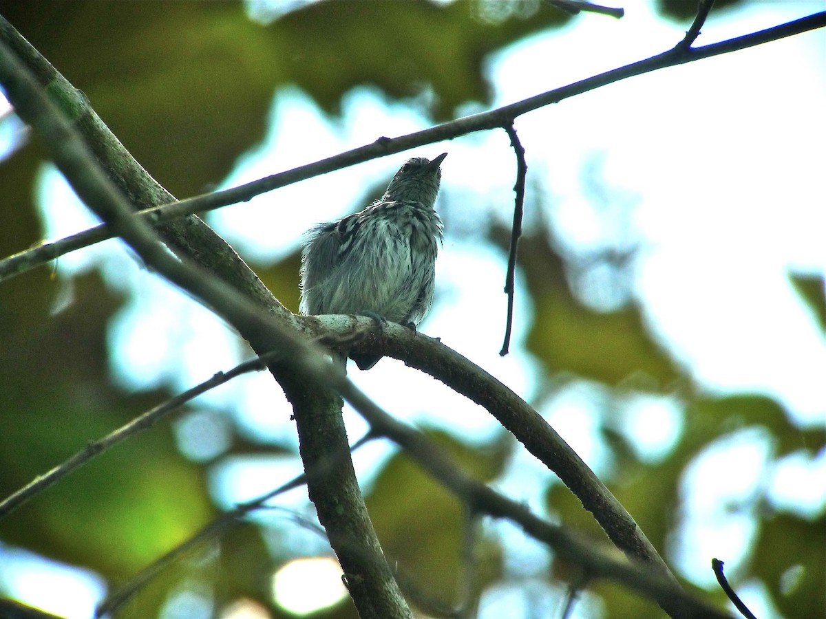 Pied Puffbird - ML637537694