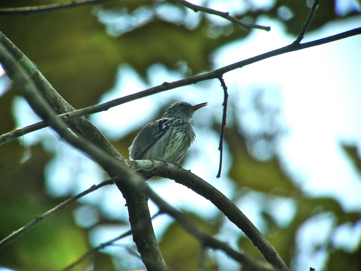 Pied Puffbird - ML637537702