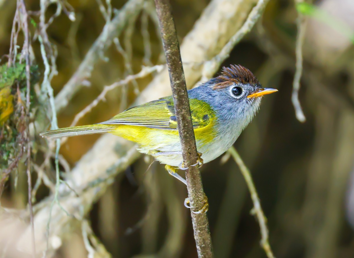 Chestnut-crowned Warbler - ML637537703