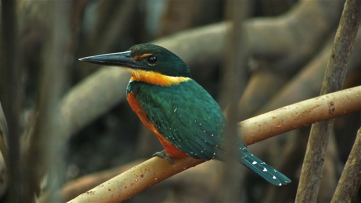 Green-and-rufous Kingfisher - ML637537734