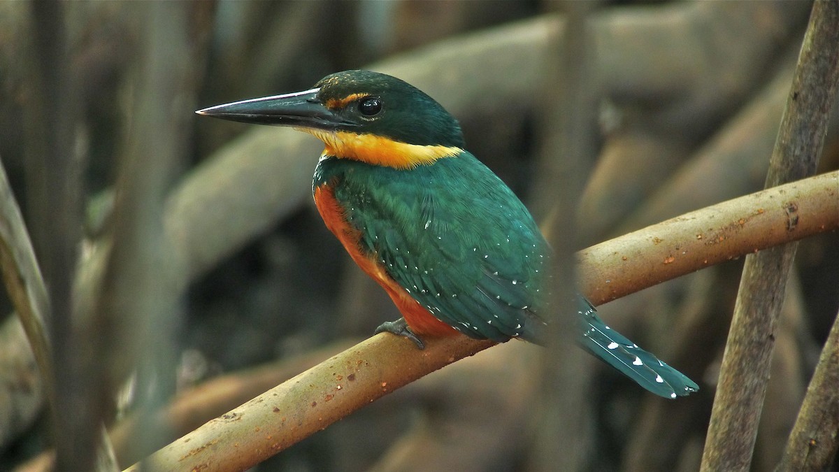 Green-and-rufous Kingfisher - ML637537738