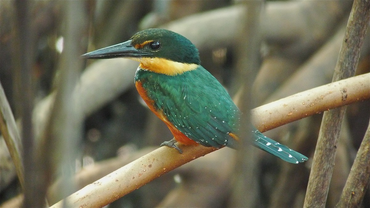 Green-and-rufous Kingfisher - ML637537740