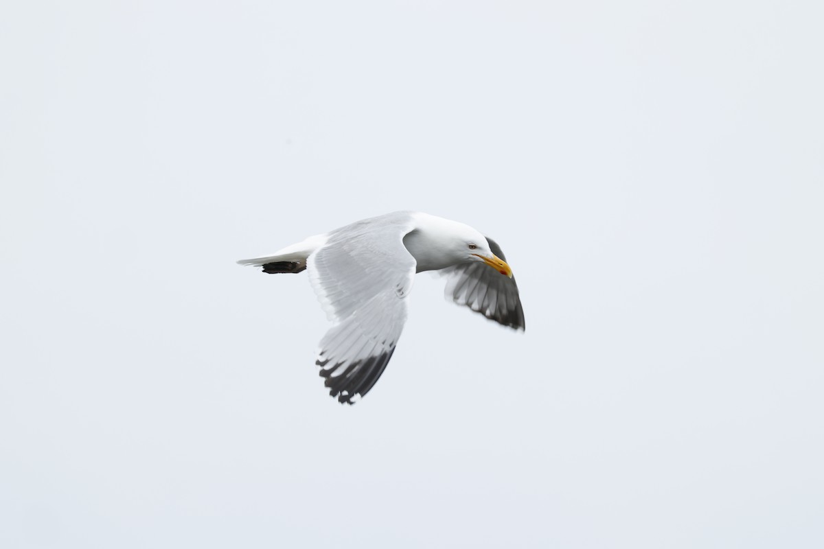 American Herring Gull - ML637537743
