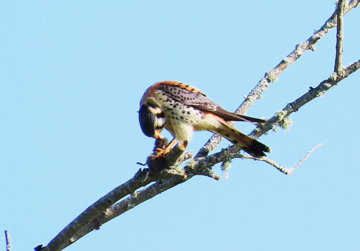 American Kestrel - ML637537756