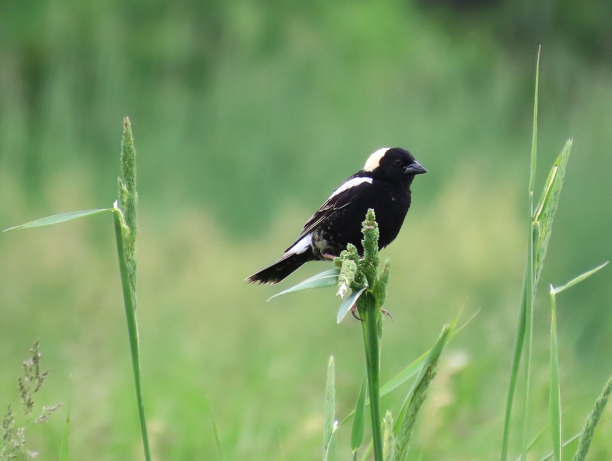 Bobolink - ML637537782