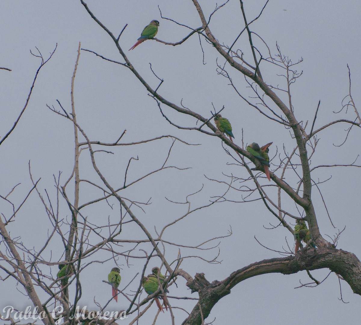 Green-cheeked Parakeet - ML637537818