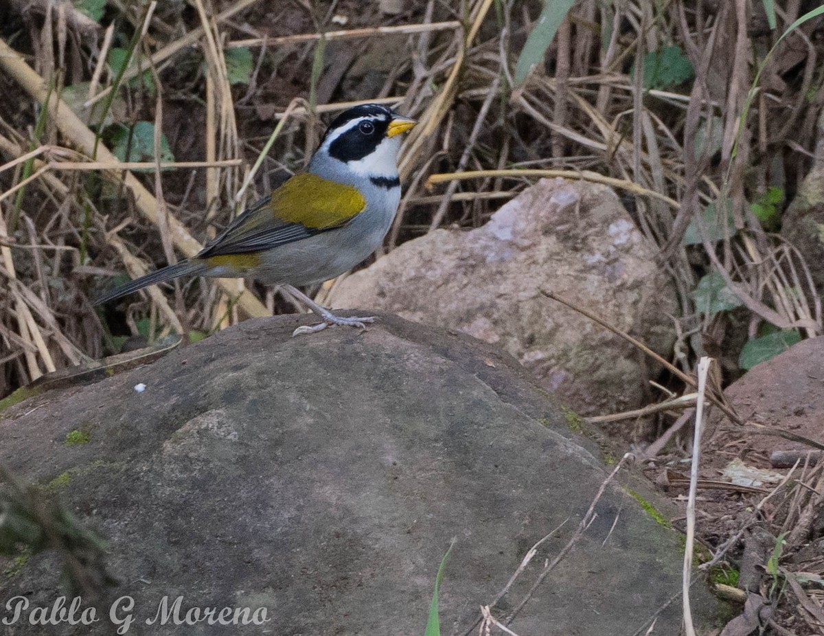 Moss-backed Sparrow - ML637537845