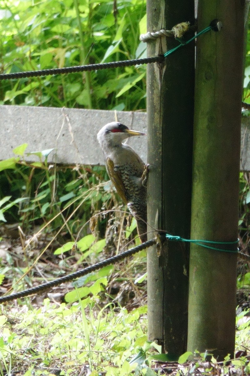 Japanese Woodpecker - ML637537862