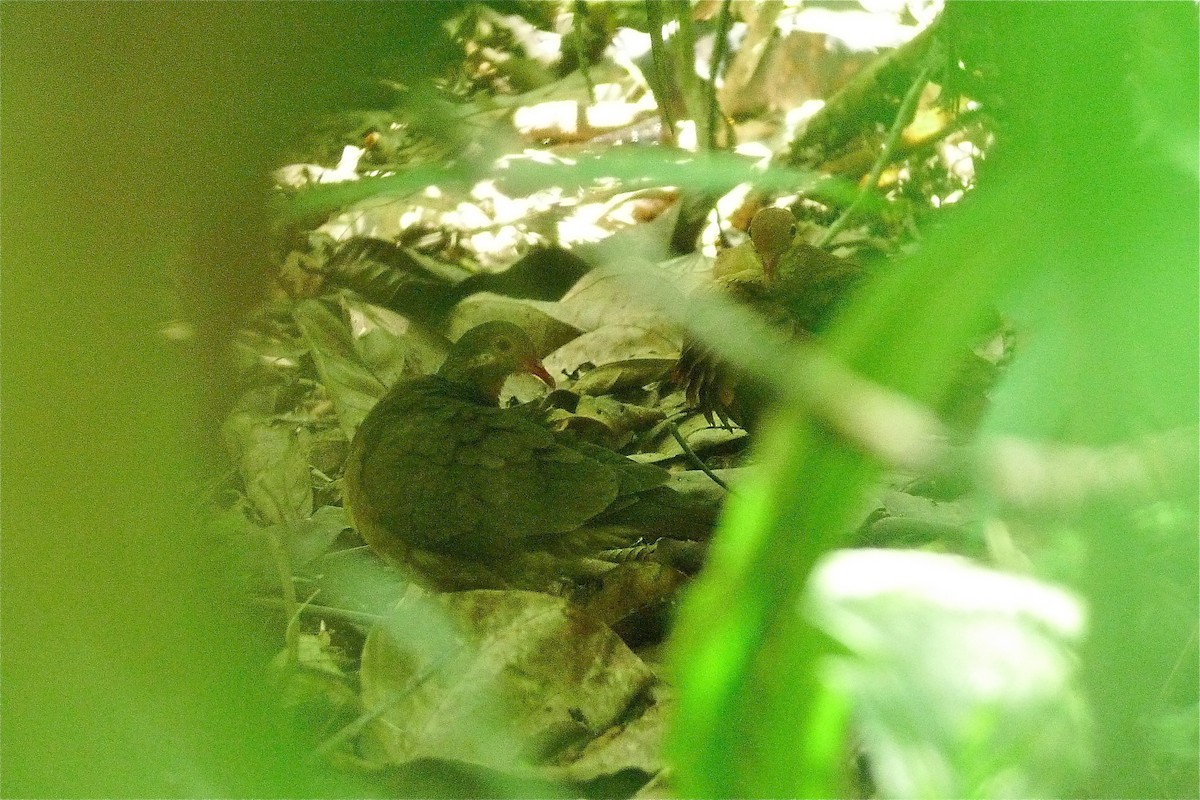 Ruddy Quail-Dove (Ruddy) - ML637537892