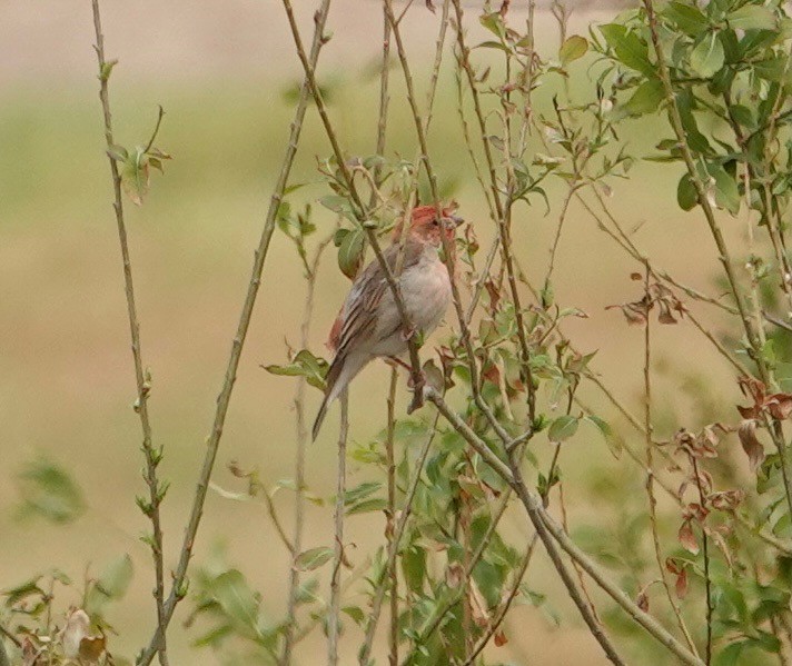 Common Rosefinch - ML637537916