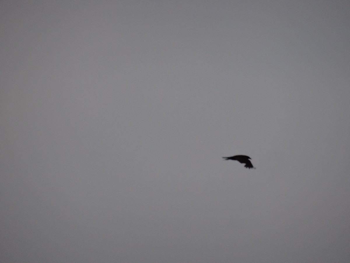 American Crow - ML637537934