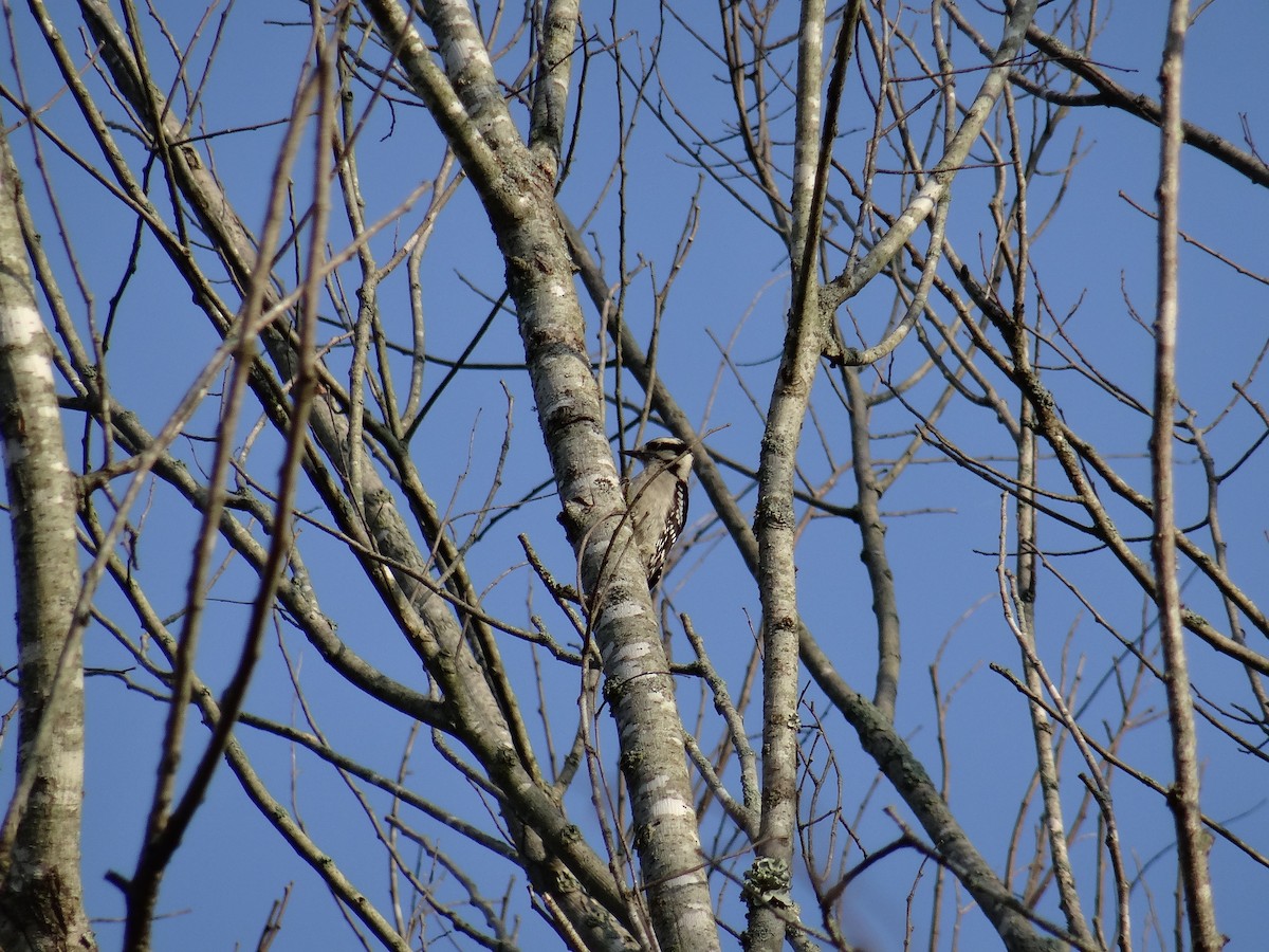 Downy Woodpecker - ML637537940