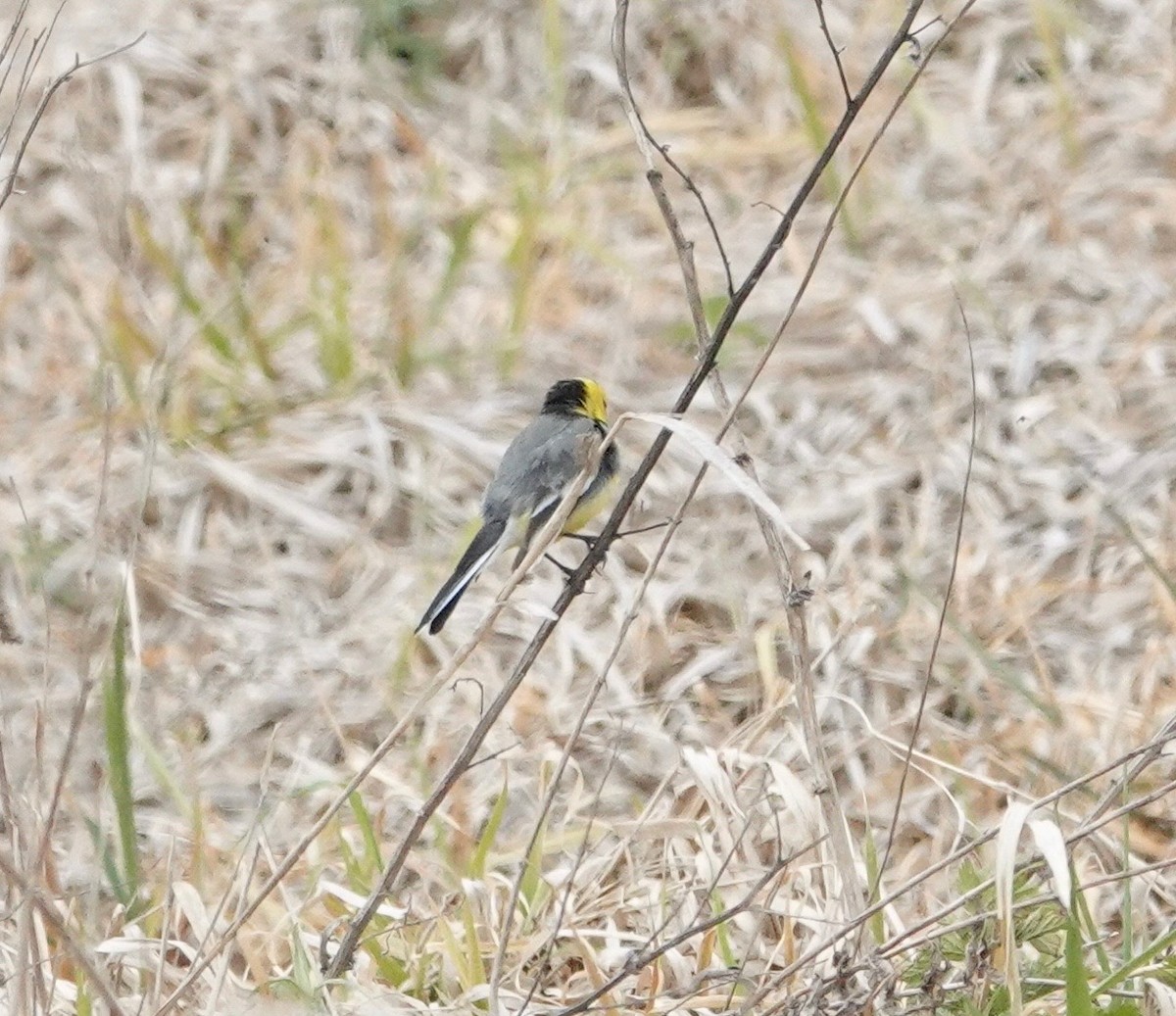 Citrine Wagtail - ML637537955