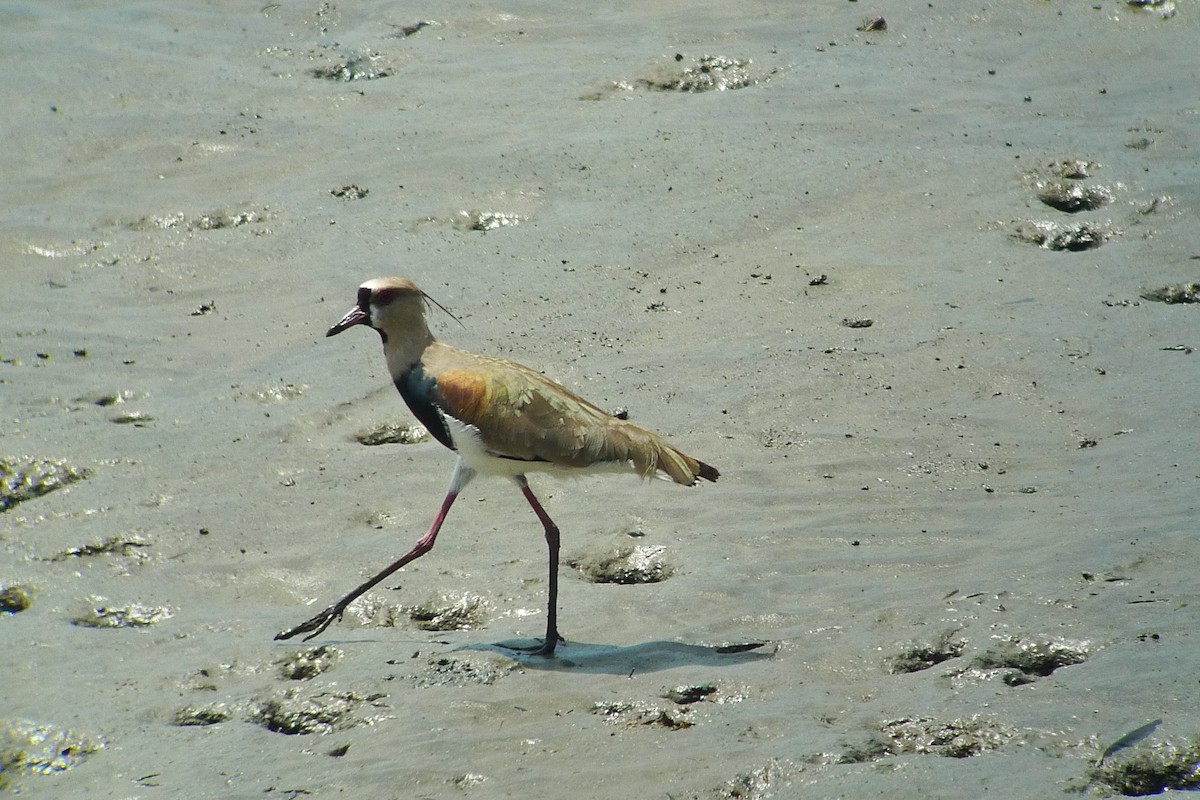 Southern Lapwing - ML637537990