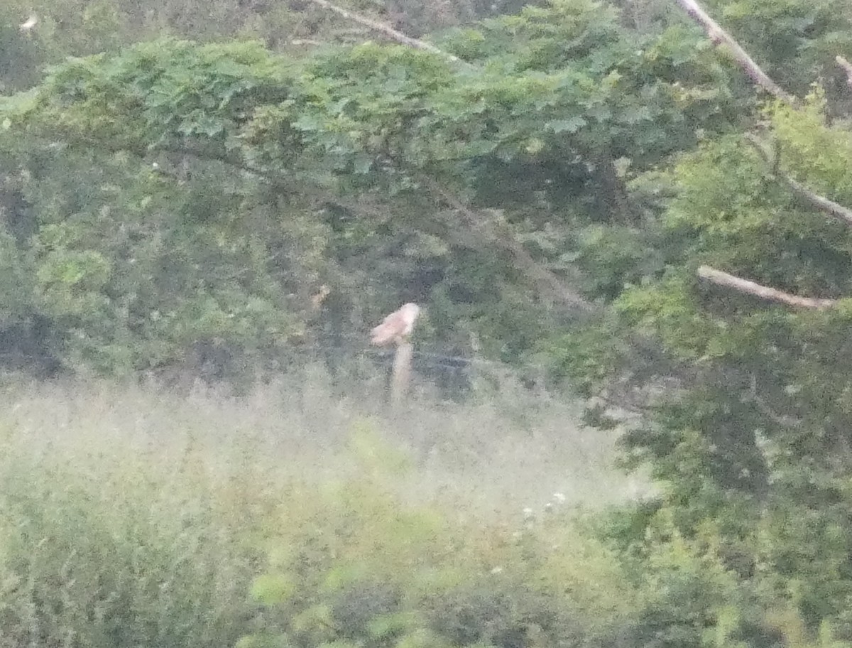 Western Barn Owl - ML637538008