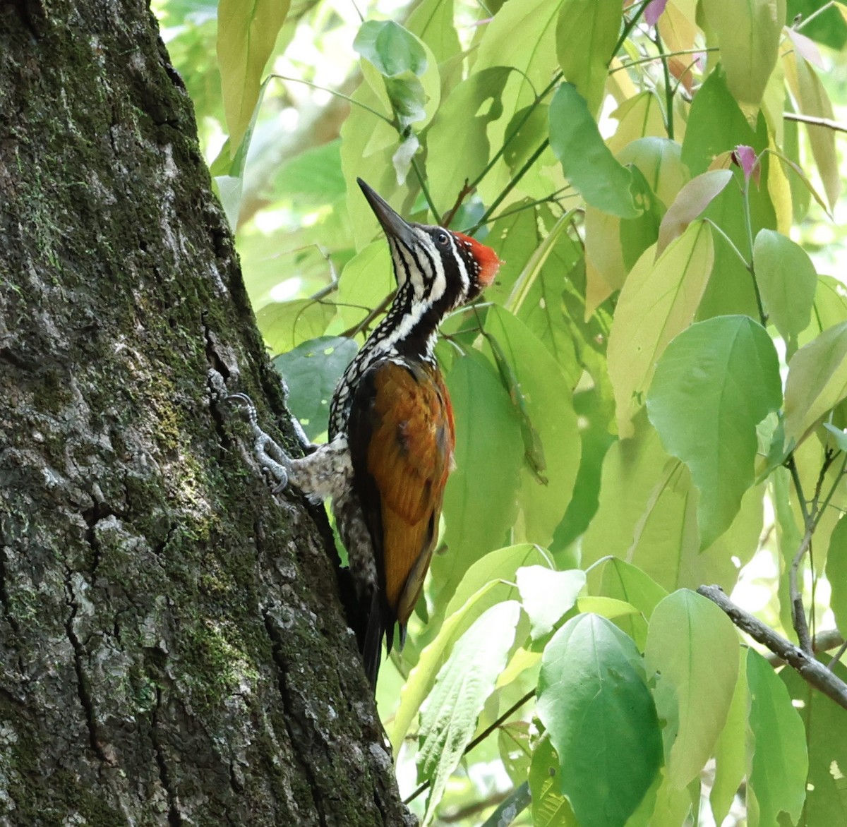 Greater Flameback - ML637538026