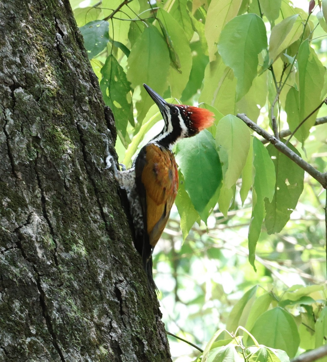 Greater Flameback - ML637538027