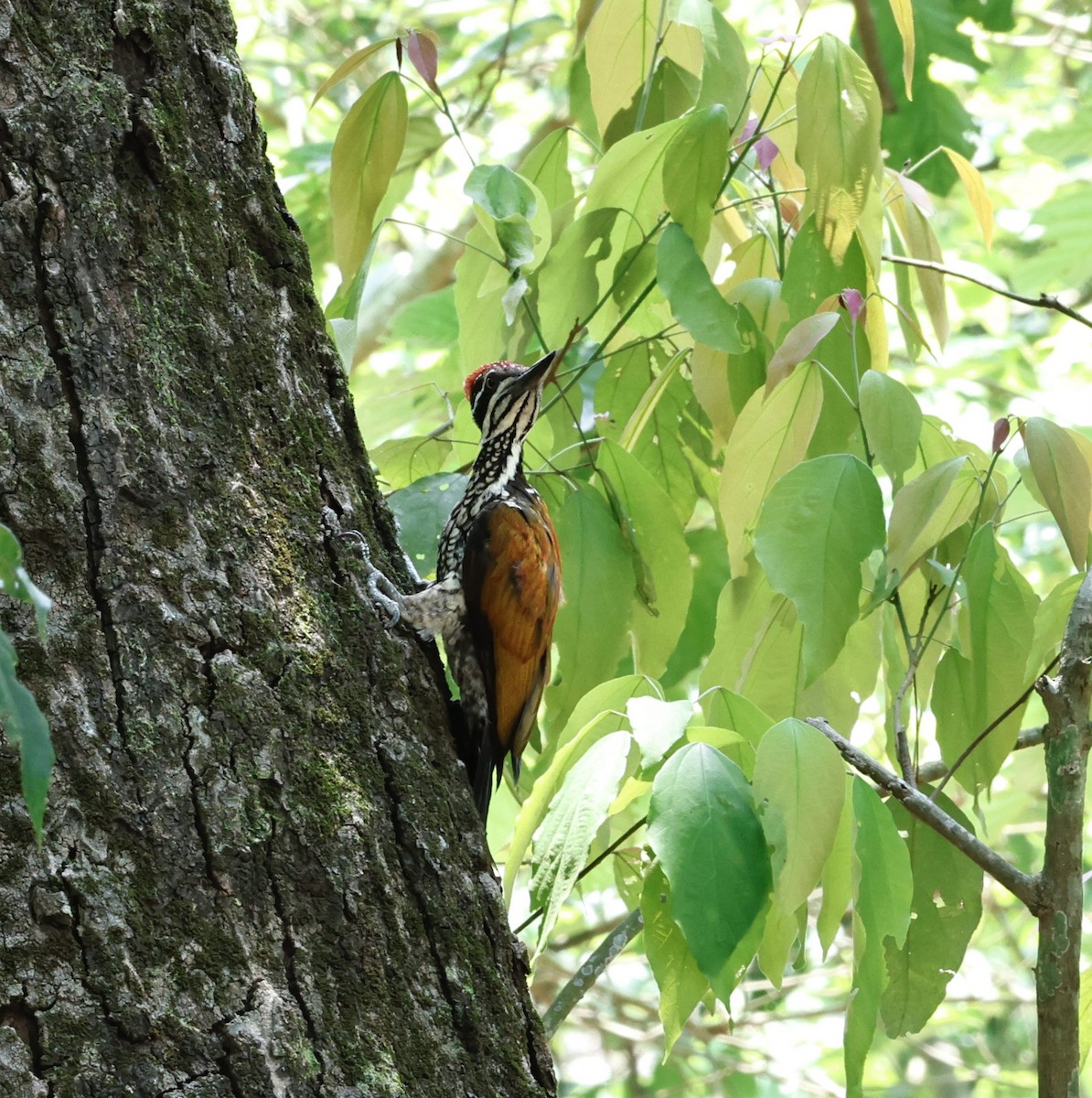 Greater Flameback - ML637538028