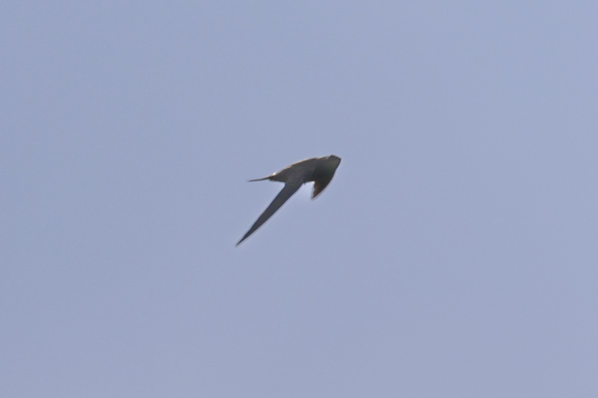 Mottled Swift - ML637538106