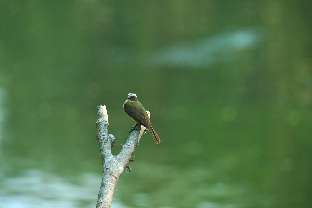 Social Flycatcher - ML637538107