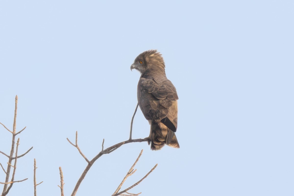 Western Banded Snake-Eagle - ML637538153