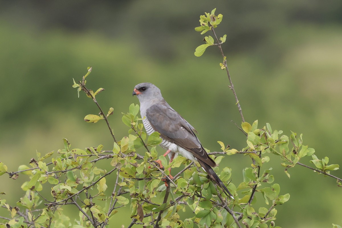 Gabar Goshawk - ML637538175