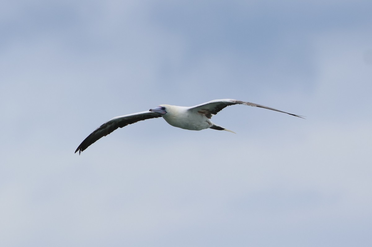 Red-footed Booby - ML637538199