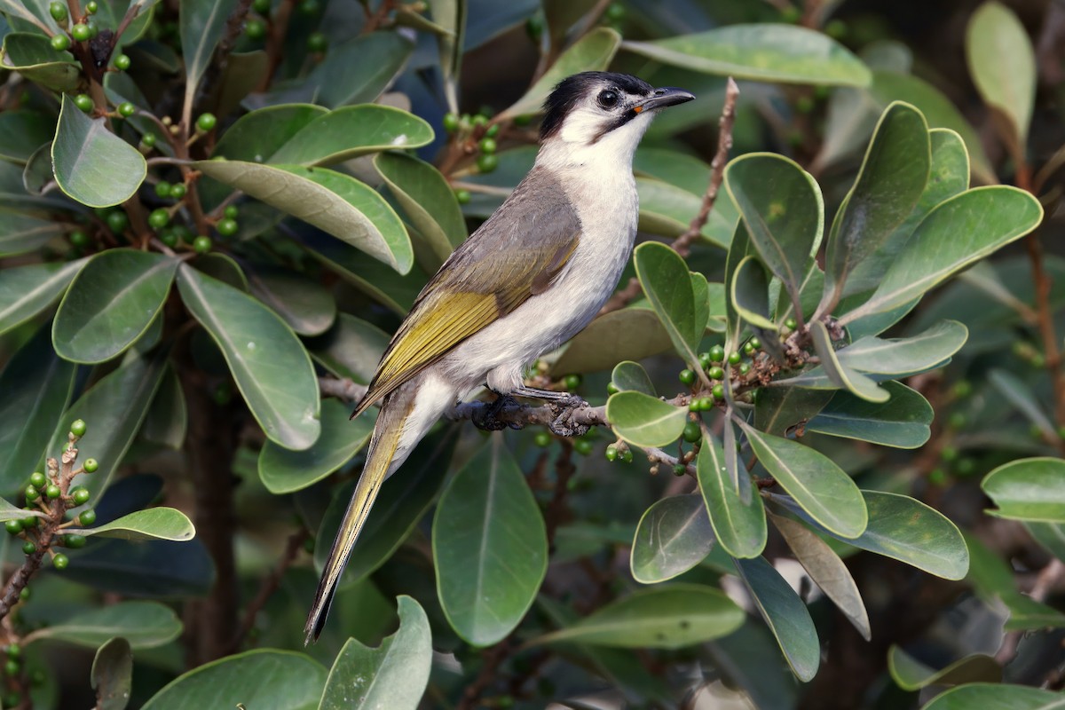 Styan's Bulbul - ML637538227