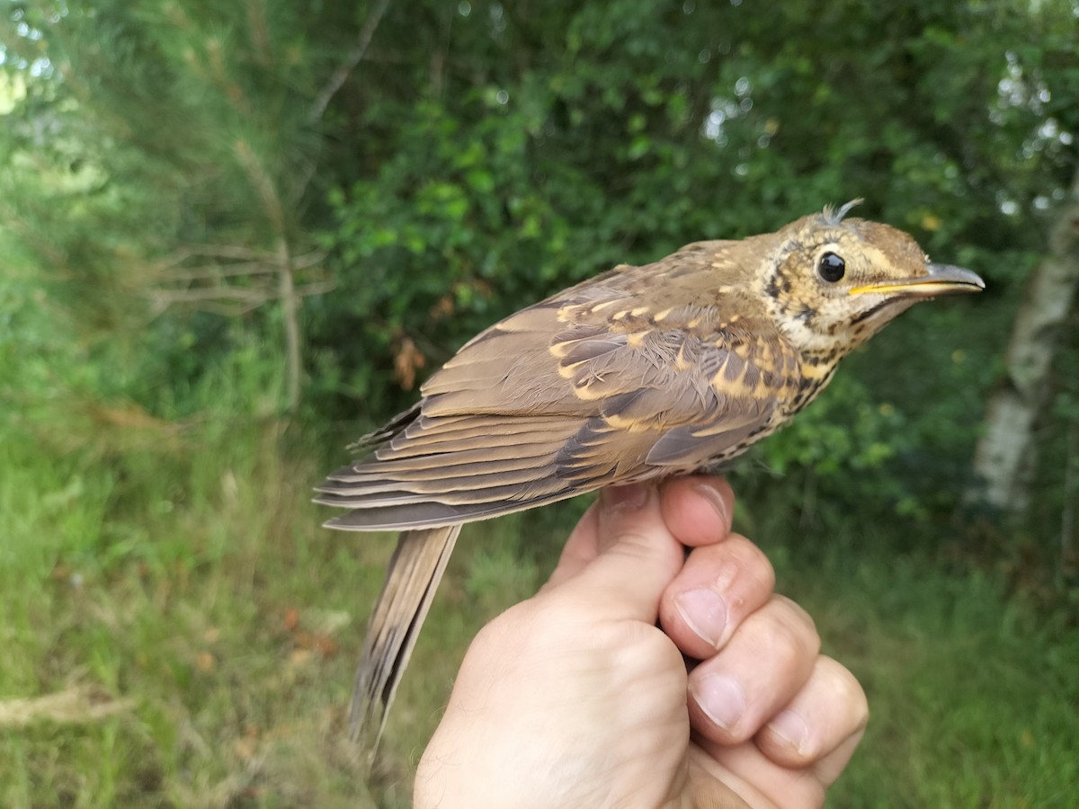 Song Thrush - ML637538260