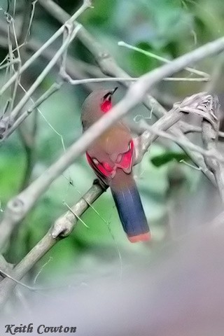 Garrulaxe à ailes rouges - ML637538319