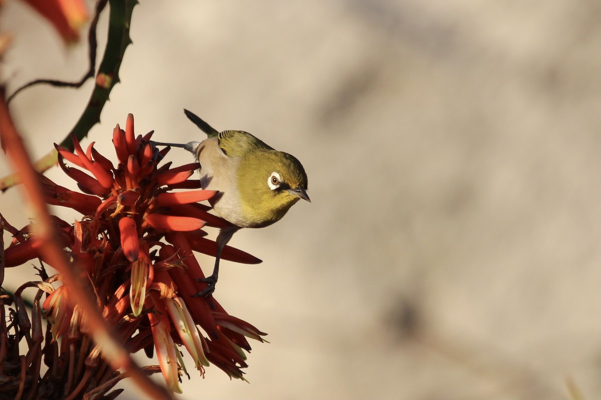 Cape White-eye - ML637538348