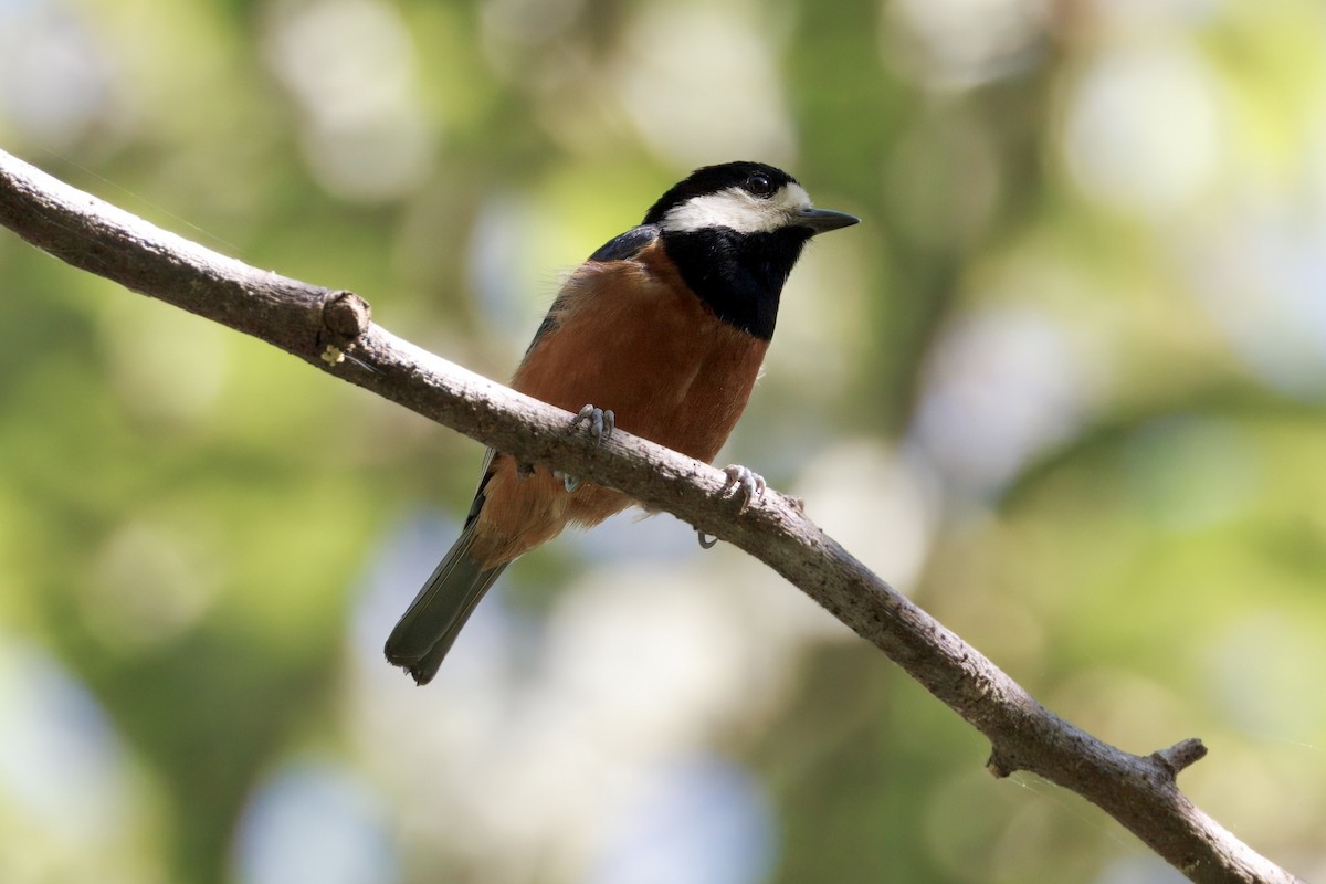 Chestnut-bellied Tit - ML637538363