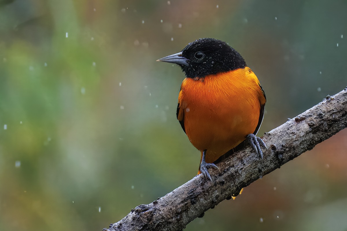 Baltimore Oriole - ML637538414