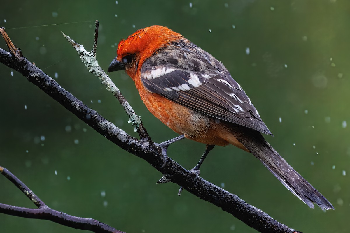 Flame-colored Tanager - ML637538416