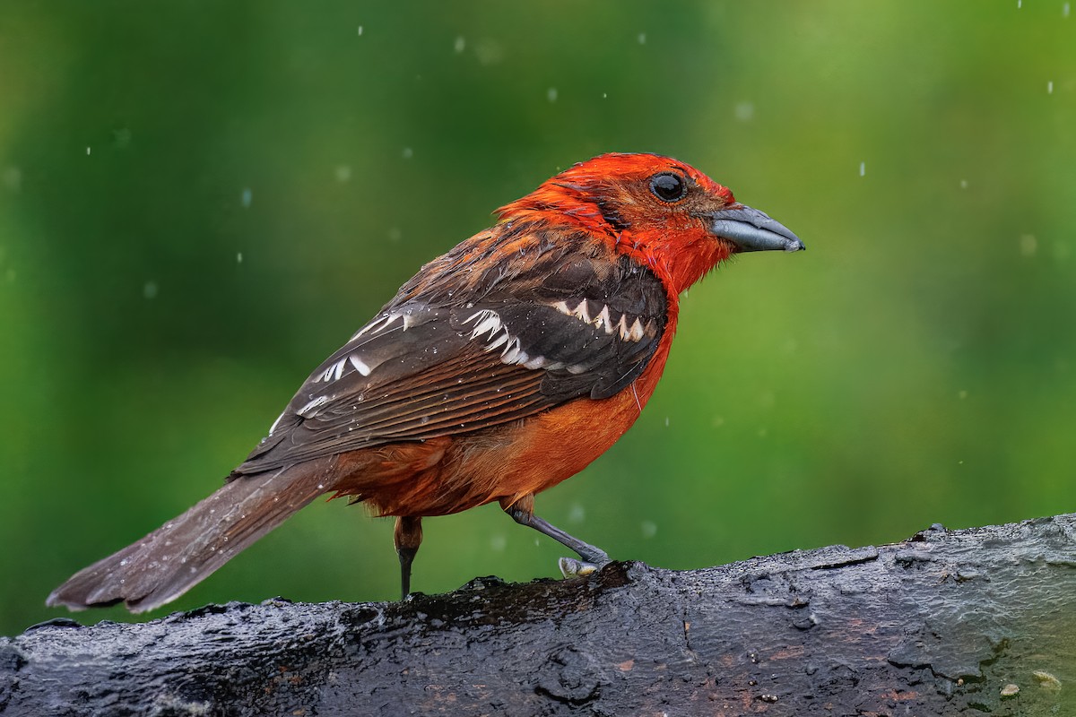 Flame-colored Tanager - ML637538417
