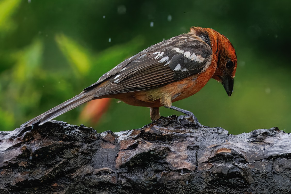 Flame-colored Tanager - ML637538418