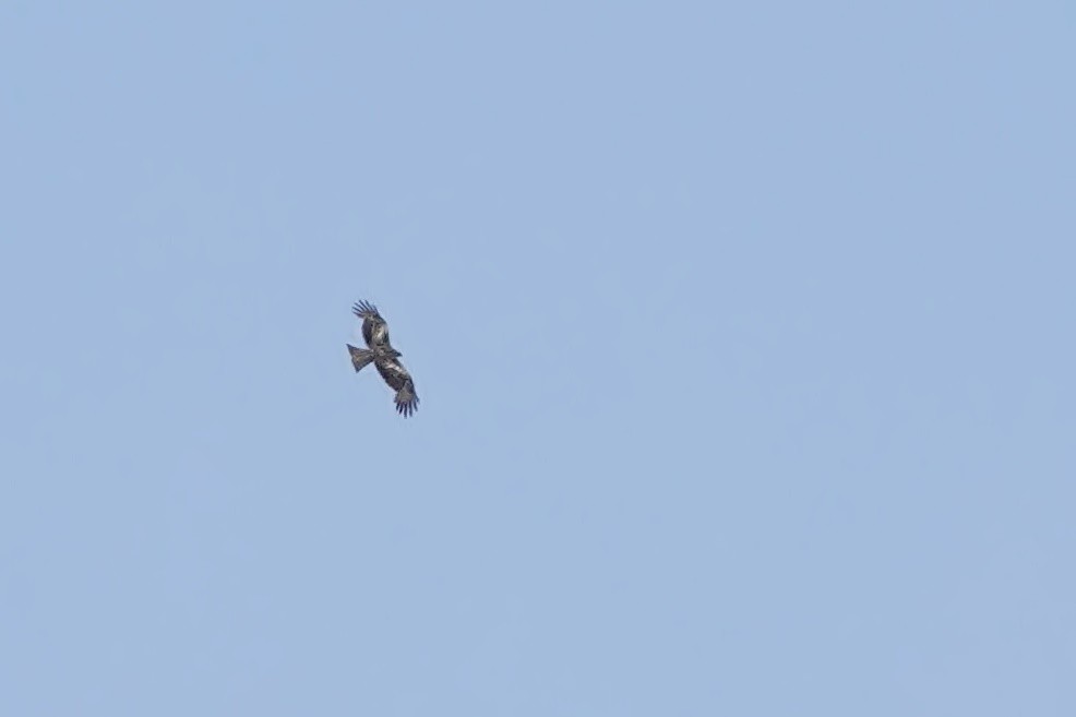 Black Kite - ML637538428