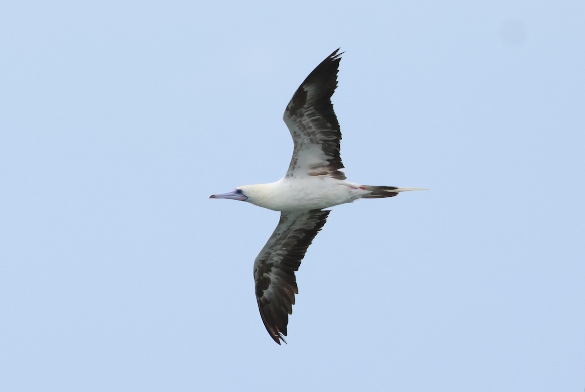 Red-footed Booby - ML637538502