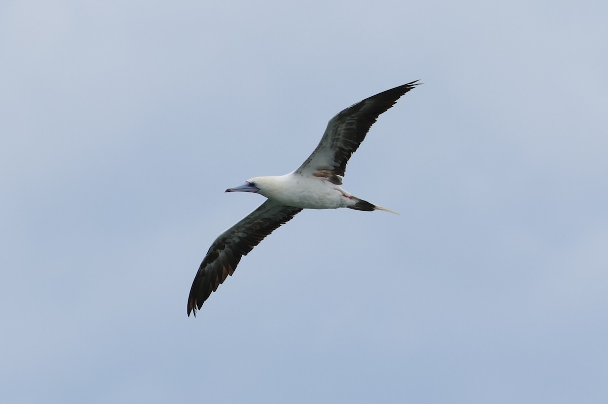 Red-footed Booby - ML637538503