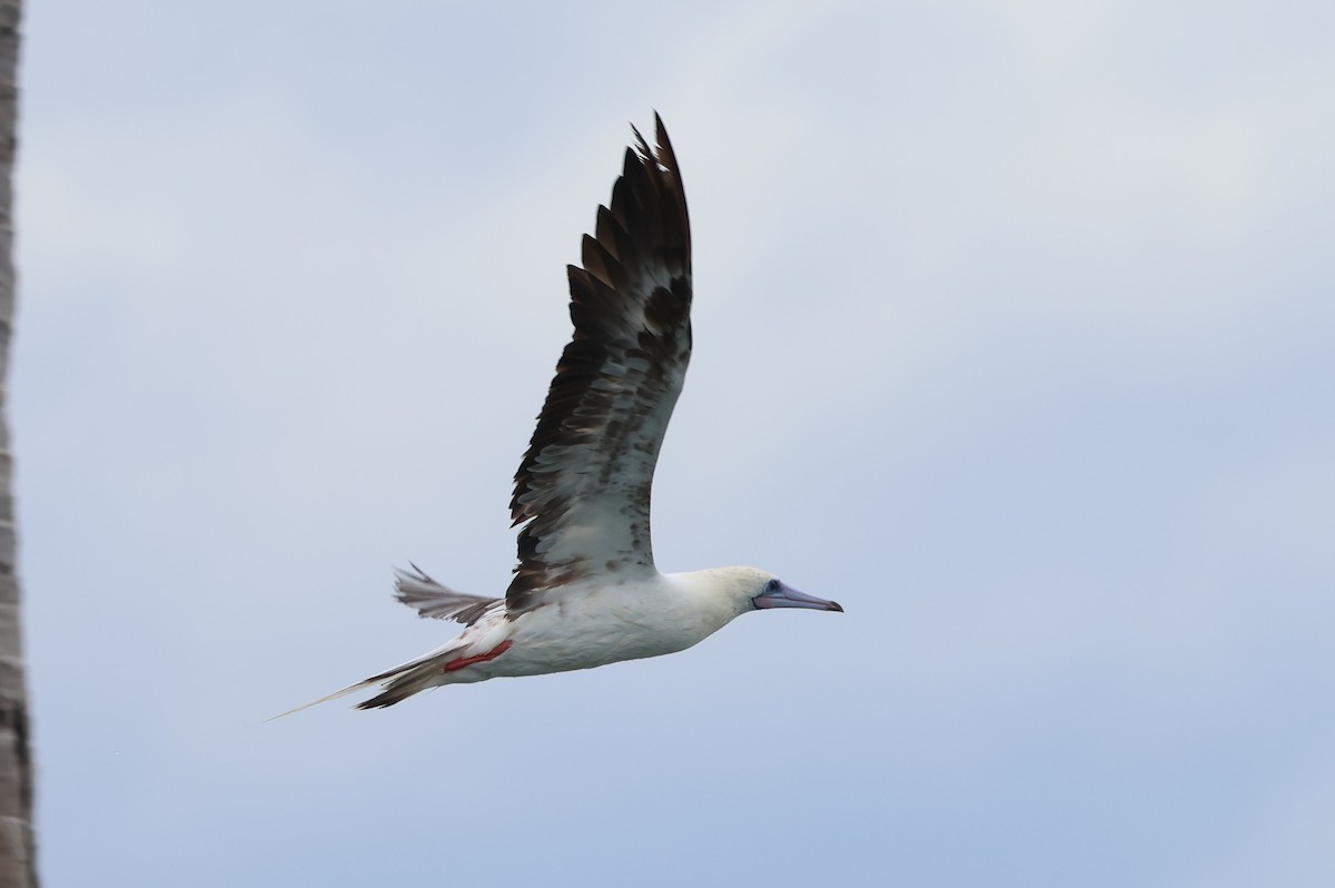 Red-footed Booby - ML637538504