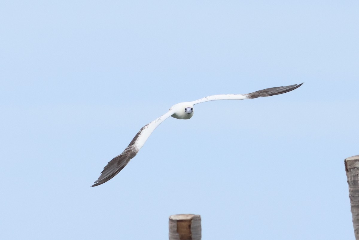 Red-footed Booby - ML637538505
