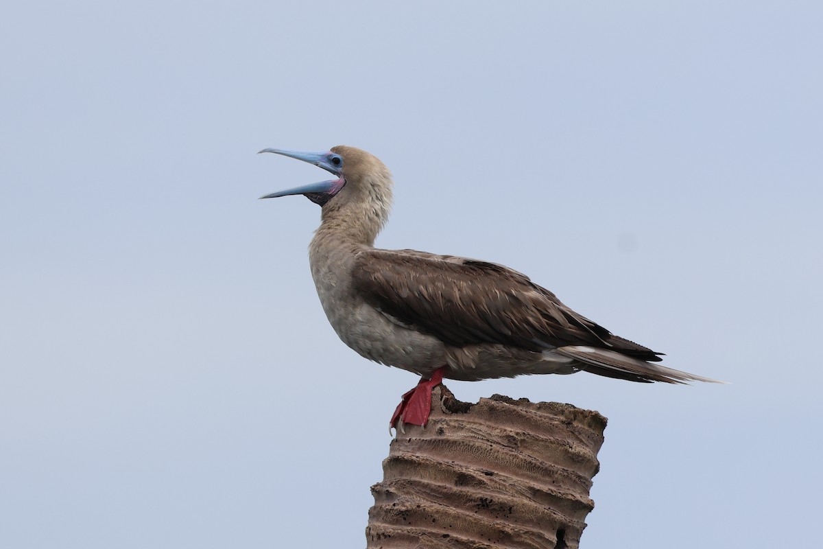 Red-footed Booby - ML637538507