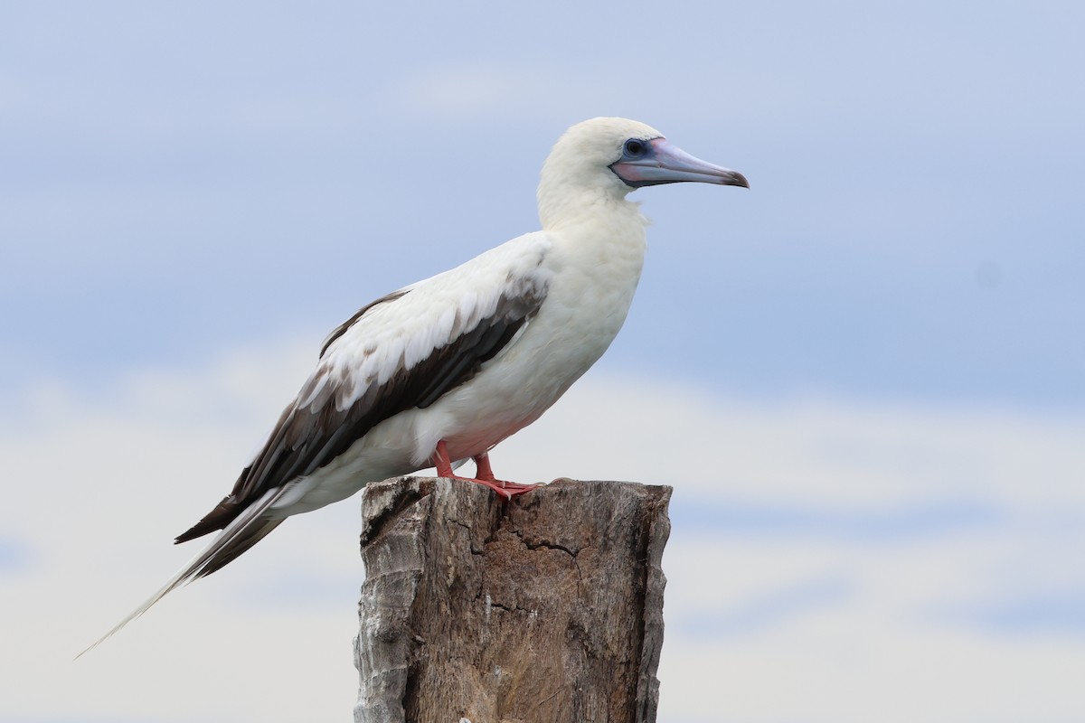 Red-footed Booby - ML637538511