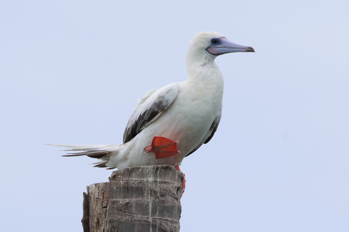 Red-footed Booby - ML637538512