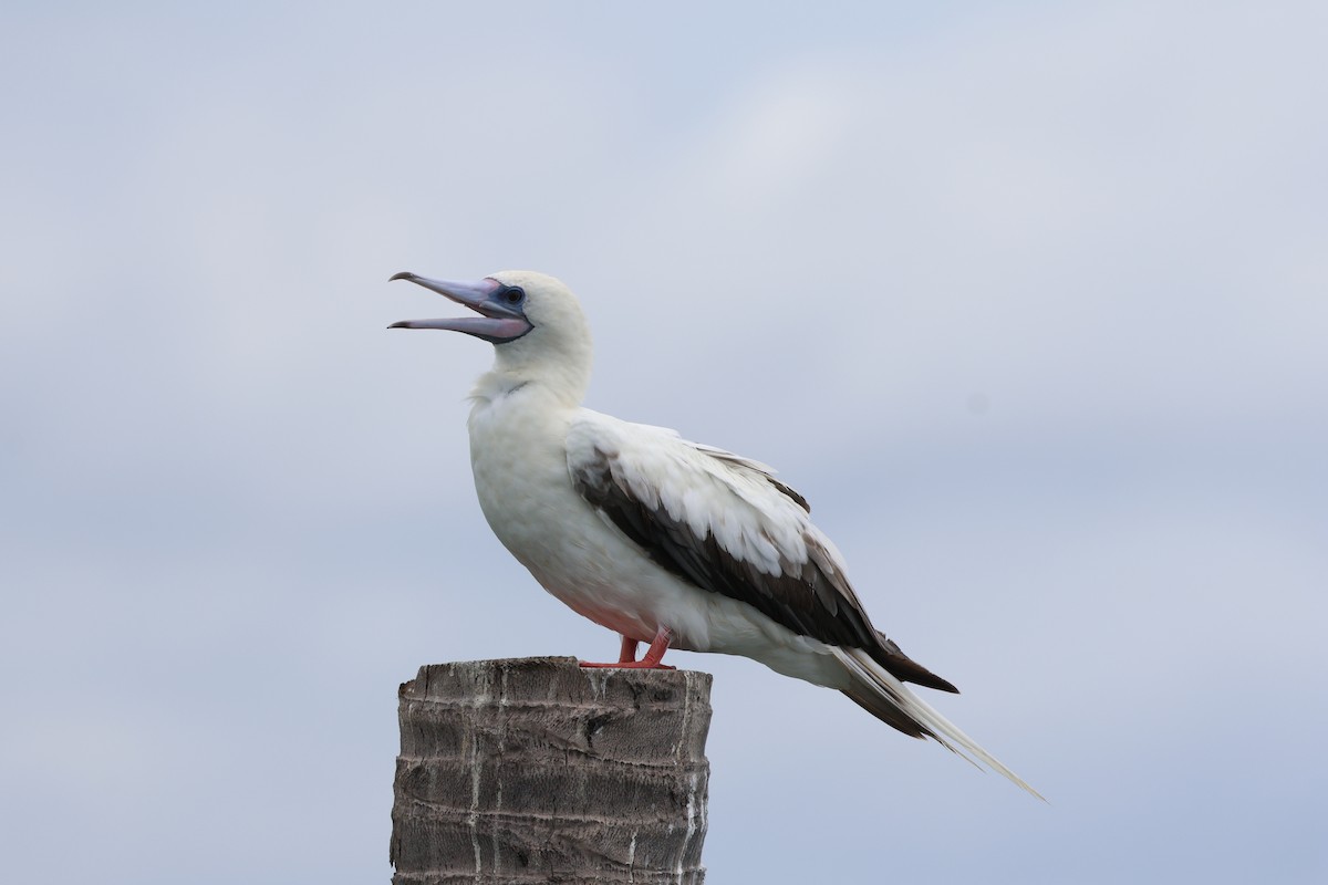 Red-footed Booby - ML637538516
