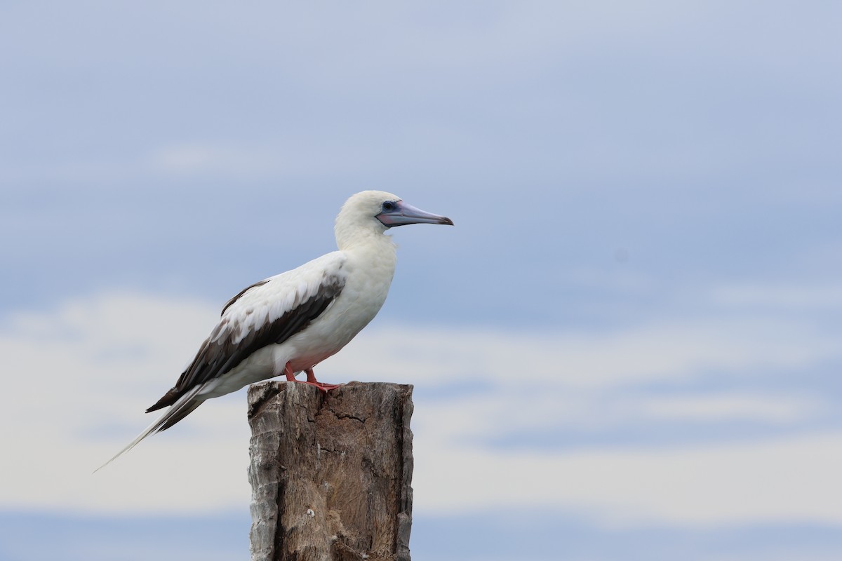 Red-footed Booby - ML637538517